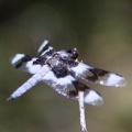 Jefferson County Oregon Dragonfly 559
