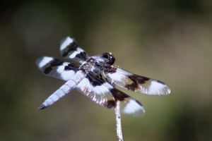 Jefferson County Oregon Dragonfly 562