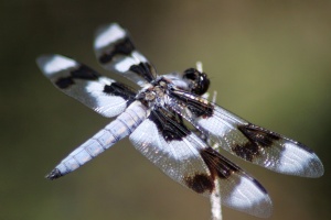 Jefferson County Oregon Dragonfly 572