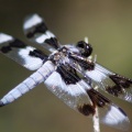Jefferson County Oregon Dragonfly 572