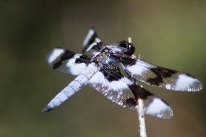 Jefferson County Oregon Dragonfly 579
