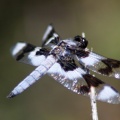 Jefferson County Oregon Dragonfly 579