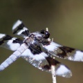 Jefferson County Oregon Dragonfly 585