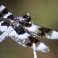 Jefferson County Oregon Dragonfly 596