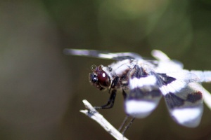 Jefferson County Oregon Dragonfly Face 632