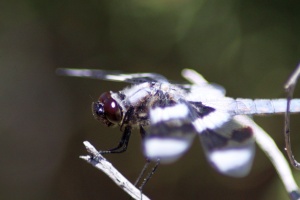 Jefferson County Oregon Dragonfly Face 634