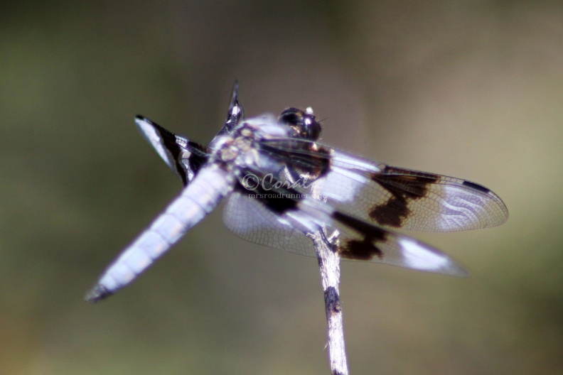 Jefferson_County_Oregon_Dragonfly_Wings_567.jpg