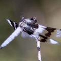 Jefferson County Oregon Dragonfly Wings 567