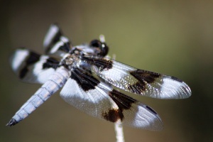 Jefferson County Oregon Dragonfly Wings 605