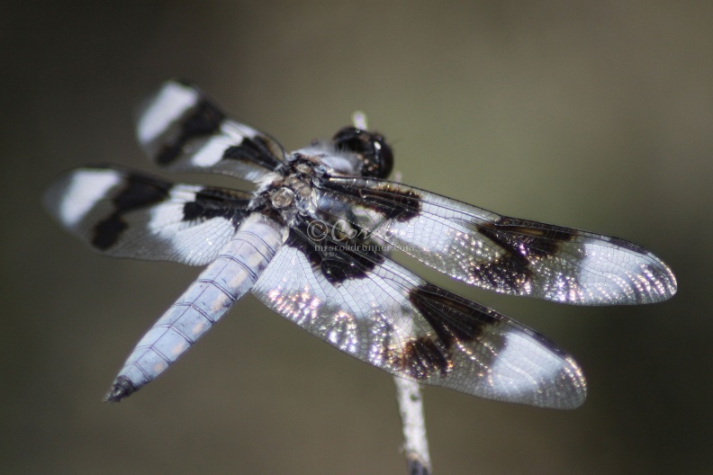 Jefferson_County_Oregon_Dragonfly_Wings_623.jpg