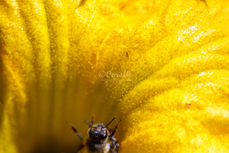 Life_on_Another_Planet_Zucchini_Flower_646.jpg