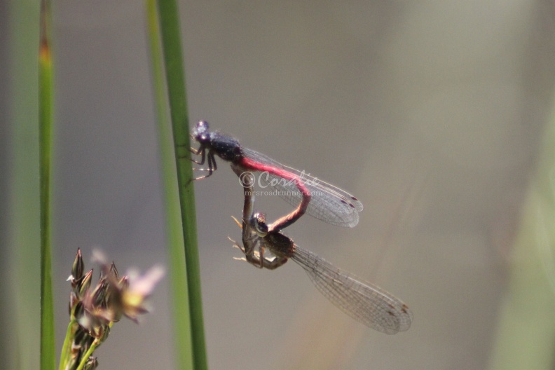 Mating_Dragonflies_296.jpg