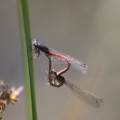 Mating Dragonflies 296