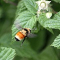 Orange Banded Bumble Bee IMG 3927