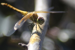 Orange Dragonfly 085