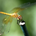Orange Dragonfly 275
