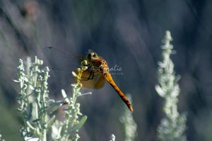 Orange Dragonfly on Sage 082