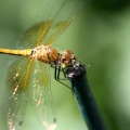 Orange Dragonfly Wings 320