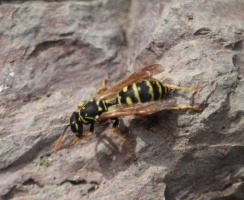 Paper Wasp Cleaning Himself 114
