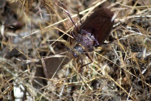 Pine Sawyer Beetle 1040