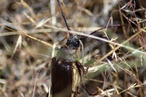 Pine Sawyer Beetle 1061