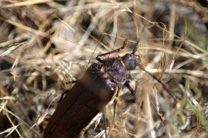 Pine Sawyer Beetle 1064
