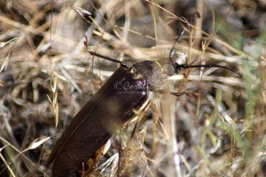 Pine Sawyer Beetle 1065