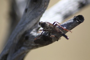Robber Fly 241