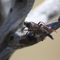 Robber Fly 241