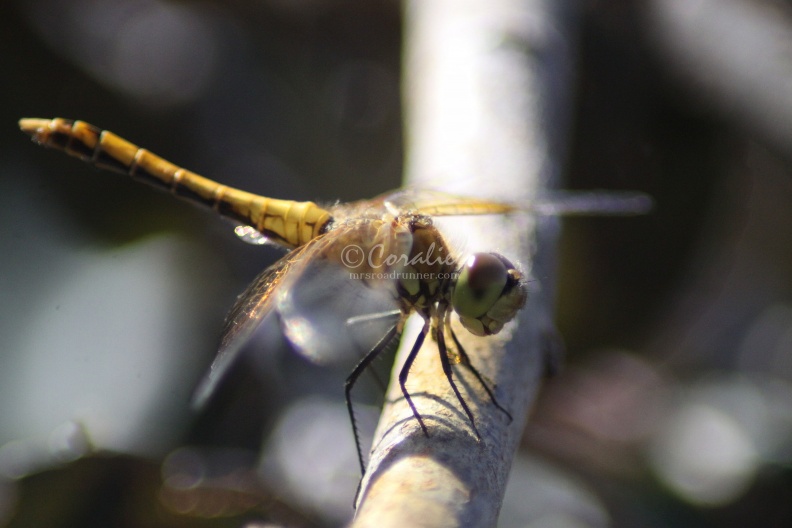 Small_Creatures_Dragonfly_113.jpg