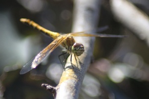 The Dragonfly 074