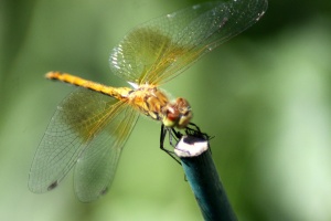 The Wings of the Dragonfly 297