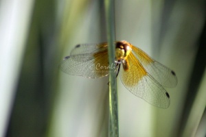 Wings of the Dragonfly 089