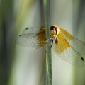 Wings of the Dragonfly 089