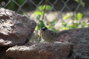 gold crowned sparrow bird 238