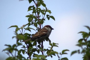 house sparrow 220