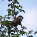 house sparrow 220