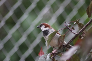 house sparrow 493