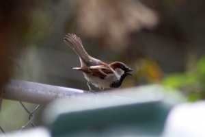 House Sparrow Mating Dance 436
