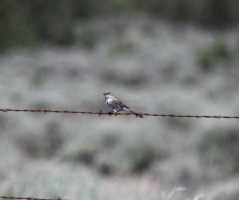 Jefferson County Oregon Songbird 397