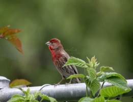 Red Male House Finch 1402