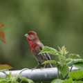 Red Male House Finch 1402