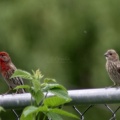 Red Male House Finch With Female 1402