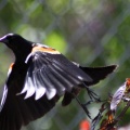 redwing blackbird 092