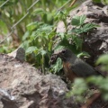 robin getting mud for nest 157