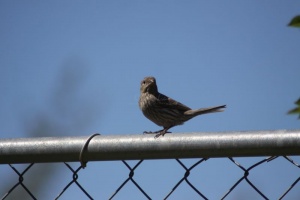 Songbird Female House Finch 057