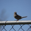 Songbird Female House Finch 057
