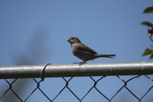 Songbird Female House Finch 058