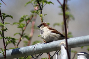 Sparrow Bird 503