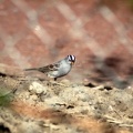 White Crowned Sparrow 016